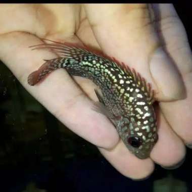 promo buy 1 get 1 louhan kamfa V8 ori Thai supergrade VVIP Diskon of the month