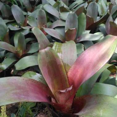 Tanaman Bromelia Giant