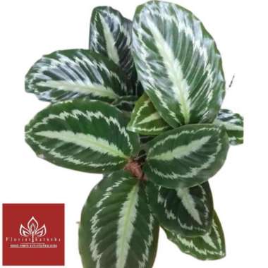 Tanaman Hias Calatea Silverback