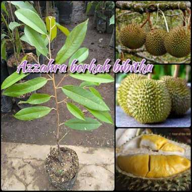 Durian Musang King Produk Berkualitas Harga Diskon September 2020 Blibli Com