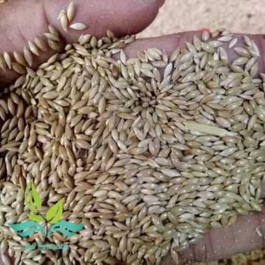 Bibit Biji Rumput Gajah - Benih Rumput Gajah --