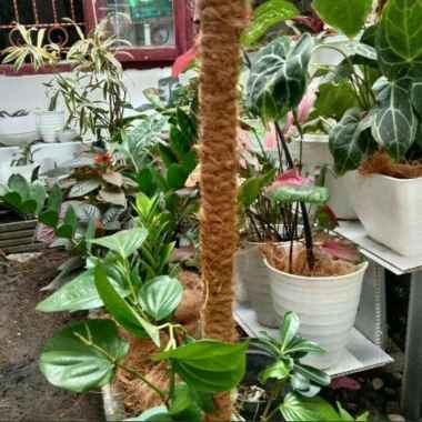 turus penyangga tanaman, turus rambatan tanaman panjang 40cm coklat