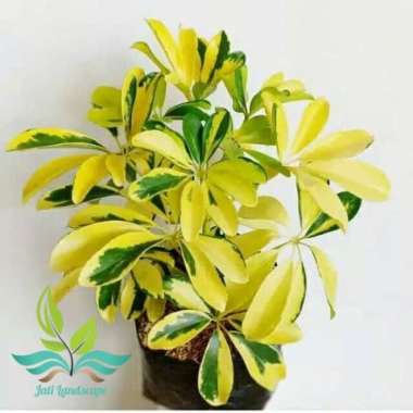 Tanaman hias walisongo golden pohon walisongo --