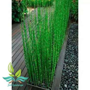 bibit Tanaman hias bambu air tanaman air bambu --