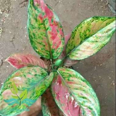 tanaman hias aglonema-aglaonema hengheng-engheng --