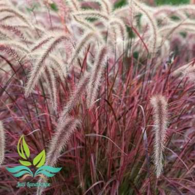 tanaman hias alang-alang merah-bibit tanaman --