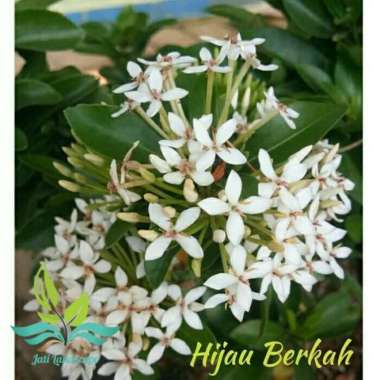 Bunga Asoka Harga Terbaru Februari 2021 Blibli