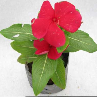 Vinca Merah