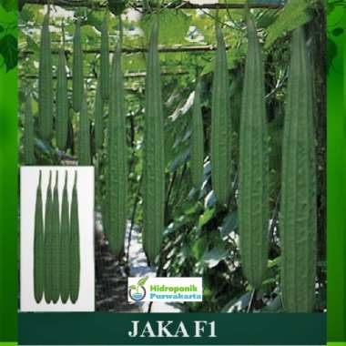 Benih Oyong Gambas Hibrida Jaka F1 Isi 20 Butir Cap Mutiara Bumi -