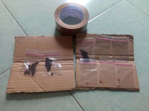 bibit biji pohon sambiloto