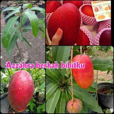 Azzahra berkah bibitku tanaman buah mangga miyazaki