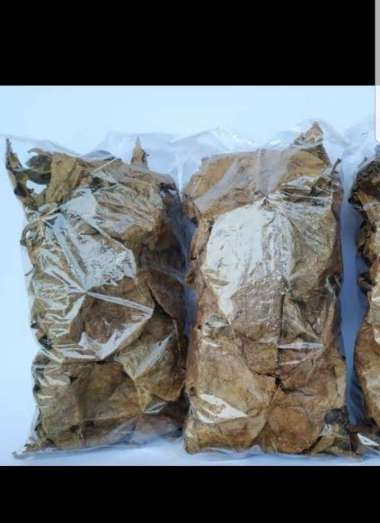 Daun kering ketapang ikan cupang daun ketapang cupang brown