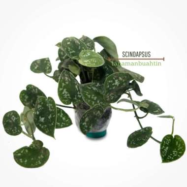 Tanaman Scindapsus