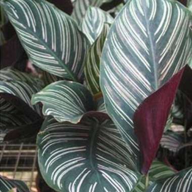 Tanaman Calathea Ornata