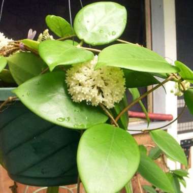 Tanaman Hoya Arnottiana