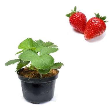 Bibit Buah Strawberry Holland