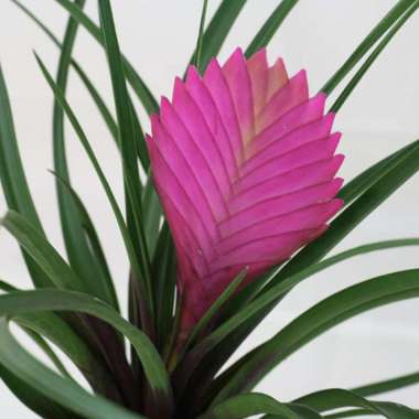 Tanaman Tillandsia Cyanea