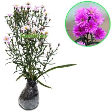 Tanaman Aster Pikok Pink