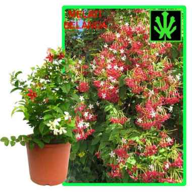 Tanaman Rangoon Creeper