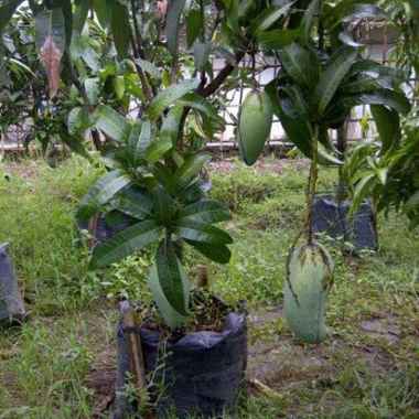 Tanaman Mangga Kiojay