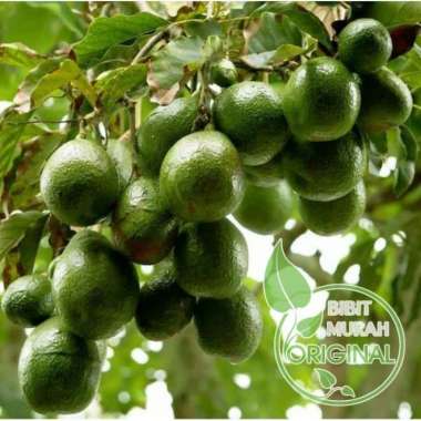 bibit alpukat miki depok 1 meteran agro bibit
