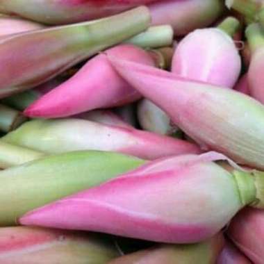 Bunga Kecombrang 1 Tangkai