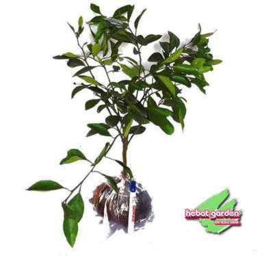 Bibit tanaman jeruk Mandarin Tinggi 70 cm up