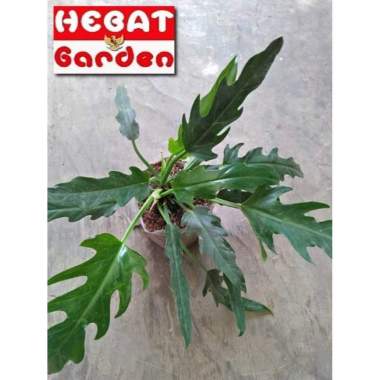 philodendron gergaji - philo ragaji