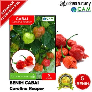 Benih / Biji Cabai Terpedas Carolina Reaper CR - Berkualitas - 5 Seeds