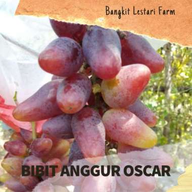 Bibit anggur import