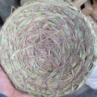 Jual Burung Terbaru Harga Murah Blibli Com