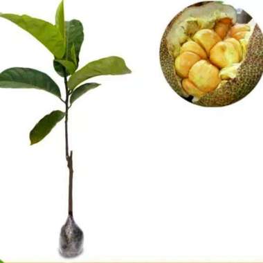 Bibit Tanaman Buah Harga Termurah Juli 2021 Blibli