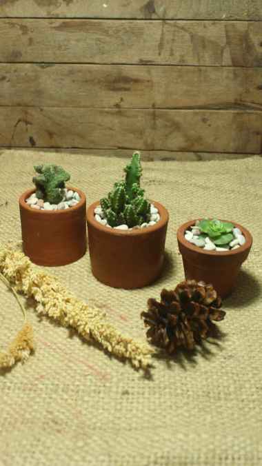 Paket tanaman hias tanaman hidup kaktus sukulen pot tanah liat dekorasi taman rumah mini garden