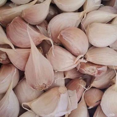 bawang putih Kating tanpa bonggol 1 kg fresh.