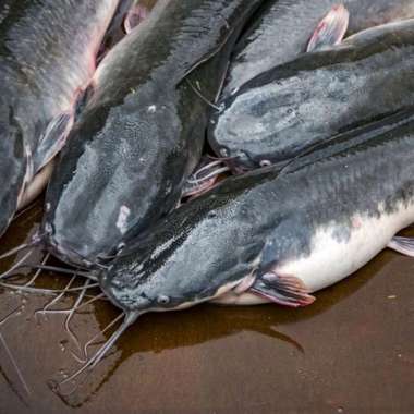 Ikan Lele Segar 1 kg