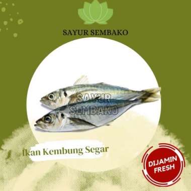 Ikan Kembung Segar (500gr) Pack Box + Es