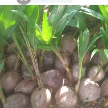 bibit tanaman kelapa genjah entok