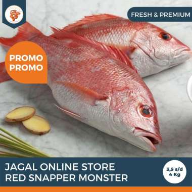 Jagal Online Store - Ikan Red Snapper Monster Fresh / Ikan Kakap Merah Jumbo 2,5 kg - 5 kg per ekor 