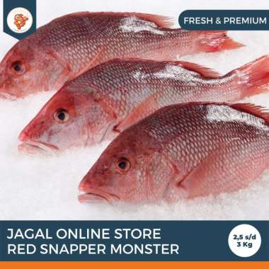 Jagal Online Store - Ikan Red Snapper Monster Fresh / Ikan Kakap Merah Jumbo 2,5 kg - 5 kg per ekor 