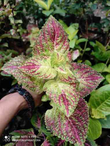 Miana Jantung Hati Tanaman Hias Miana Premium