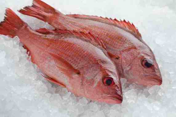 Ikan Kakap Merah Whole Frozen