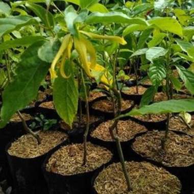 Bibit tanaman bunga kenanga jawa