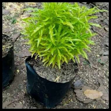 Bibit bunga brokoli kuning