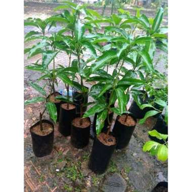Bibit tanaman buah mangga gadung