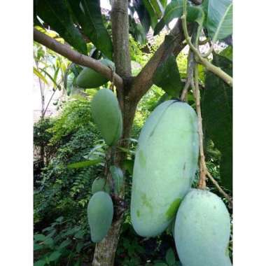 Bibit tanaman buah mangga kiojay