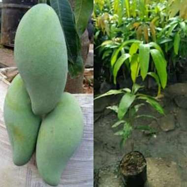 Bibit Mangga Mahatir super