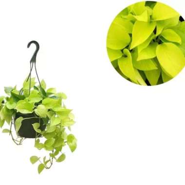 Tanaman hias sirih gading love kuning