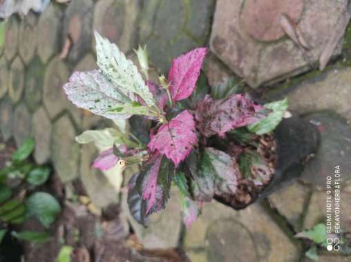 Tanaman Bunga Sepatu Varigata