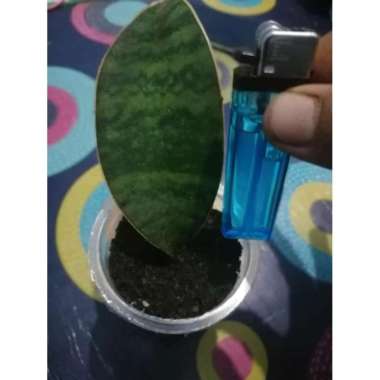 Tanaman Sensiveira Centong - Baby Sensiveira Centong - Tanaman Unik