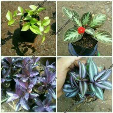 Paket 4 Tanaman Pot Gantung